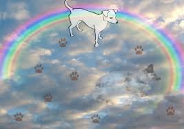 Die niederländische organisation „animal in need bemüht sich, so viele hunde wie möglich von dort zu vermitteln. Einmal Hundehimmel Und Zuruck Dein Weg Mit Hund