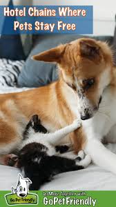 The nuances of pet friendly hotel chains. Hotel Chains Where Pets Stay Free Gopetfriendly Com