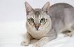 Singapura Cat Breeders: Fanciers Breeder Referral List