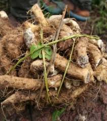 Image result for Dioscorea dumetorum