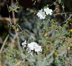 Image result for Cordia