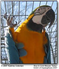 For weight loss prayers to be in the will of god prayers for wisdom prayers for those without work prayers for wives prayers for women thank you for the animals and birds, and particularly for the pets that mean so much to us and which help to brighten the lives of so many people. Aspergillosis Aflatoxins In Pet Birds Beauty Of Birds