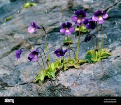 Image result for Lentibulariaceae