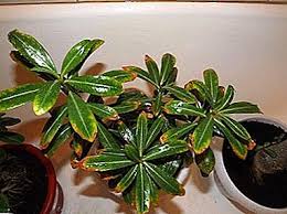 Desert rose is, however, quite commonly cultivated in humid, tropical areas like india, the philippines, and thailand. Adenium Leaves Turn Yellow Different Diseases Why The Tips Dry Crop Production