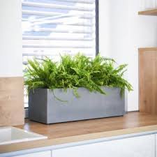 Die letztere hat nur einige blüten. Pflanze Zur Hochzeit Schenken 5 Schone Nachhaltige Tipps Ideen