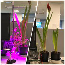 Maybe you would like to learn more about one of these? Led Red Blue Grow Lights Plant Comparison Gardening