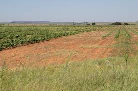 Image result for Tragus koelerioides