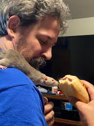 Rats stealing food from owners