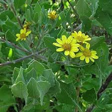 Image result for Chrysanthemoides