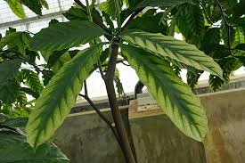 Image result for Funtumia