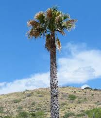 Image result for Wiesneria filifolia