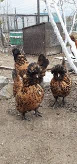 Maybe you would like to learn more about one of these? Pavlovskie Kury Zoloto Pticy V Arteme