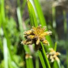 Image result for Schoenoplectiella articulata