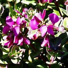 Image result for Polygala filicaulis