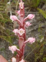 Image result for Satyrium
