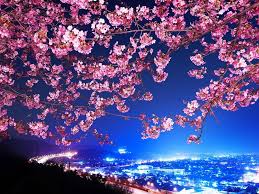 Pin On Blossoms