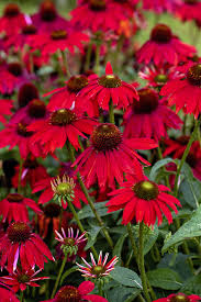 Check spelling or type a new query. 25 Best Red Flowers For Gardens Red Perennials And Annuals