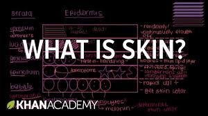 What Is Skin Epidermis Integumentary System Physiology Nclex Rn Integumentary System Epidermis Nclex