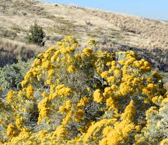 Image result for Nesaea ramosa