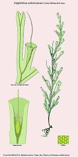 Image result for Polyphlebium borbonicum