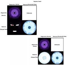 Do You Believe Boruto S Eye To Be A Mutation Instead Of Being A Tenseigan Or Byakugan What Are Some Reasons For It Quora Goo.gl/xu6wvw i've been getting requests for this since i uploaded the byakugan video, i believe. tenseigan or byakugan