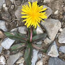 Image result for Taraxacum