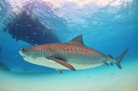 Maybe you would like to learn more about one of these? Tiburon Tigre Caracteristicas Alimentacion Reproduccion Cumbre Pueblos