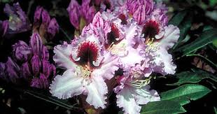 Rhododendron Kabarett Jpg 500 335