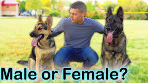 German shepherds gets a size up to 98% percent of what its actual height is going to be. Male Vs Female German Shepherd Which One Should You Get Youtube
