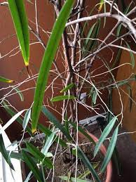 This skinny and large indoor plant is one of the best office plants to be kept in the opposite side of a window. What Is This Tree Like Houseplant With Long Thin Leaves Is It Sick Gardening Landscaping Stack Exchange