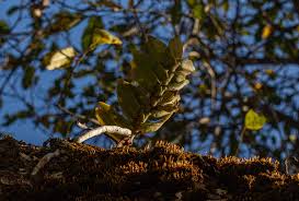 Image result for Calyptrochilum