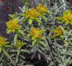 Image result for Exochaenium teuszii
