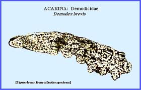 Image result for Demodex brevis