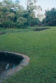 Assistant extension specialist (turfgrass and landscape pest management) dept. Http Turfgrass Ctahr Hawaii Edu Downloads Turf 20and 20ornamental 20pest 20control Pdf