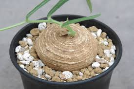 Image result for Trochomeria