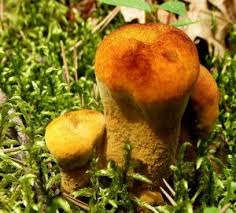 Image result for Dentinum repandum