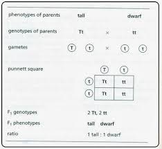 This printable or digital resource is a 4 problem quiz on the monohybrid cross. Monohybrid Cross Biology Notes For Igcse 2014