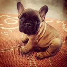 Black And Tan Frenchie Cost Snuggly French Bulldog Puppy At 8 Weeks Old Ig Rufusthefrenchy Rufustbarleysheath Frenchbulldog Fren Bulldog Puppies French Bulldog Puppies Cute Animals