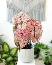 Check spelling or type a new query. 8 Plantes D Interieur Qui N Ont Pas Besoin De Lumiere