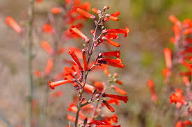 Image result for Secamone punctulata