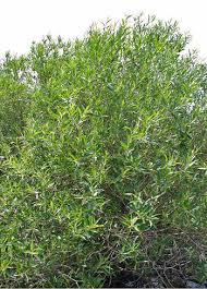 Image result for Salix