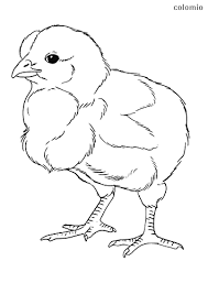 Hen coloring page from chicken category. Chicken Coloring Pages Free Printable Chick Coloring Sheets
