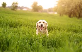 The doctor is amazing with the cats…. Services Vet In Kokomo Northeast Animal Clinic
