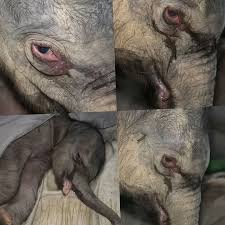 Heartbreaking moment when a mother elephant lay holding her baby's body,  fasting until she breathed her last. After many days of searching and  hoping, the mother elephant finally discovered that her baby