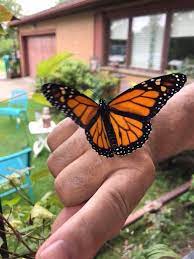 Pin De Sue Walberg En Butterflies Insectos Polilla Naturaleza