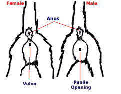 Just how far will male #cats travel to reach your female in heat? How Can You Determine A Kitten S Sex Paws And Effect