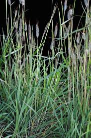 Image result for Dichanthium sericeum