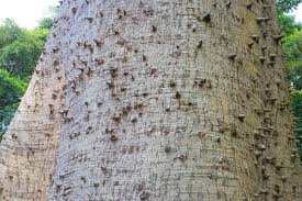 Image result for Ceiba pentandra