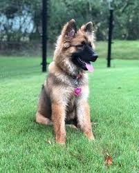 We have recently undergone major changes to our site to make it more functional and user friendly for our customers. Is The German Shepherd Chow Mix The Best Guard Dog K9 Web