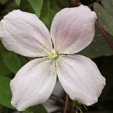 A vigorous deciduous climber, in late spring it is covered with a mass of small blooms for a period of about four weeks. Clematis Olga Online Bestellen Bei Schmid Gartenpflanzen Online Kaufen